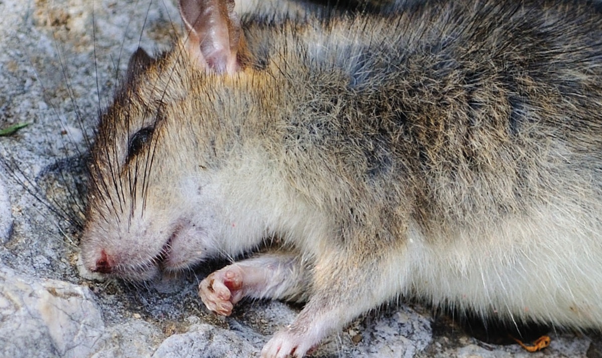 Reclassification of rodenticide Reclassification of rodenticide